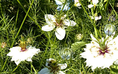 Črna kumina (Nigella sativa) Črna kumina (Nigella sativa)